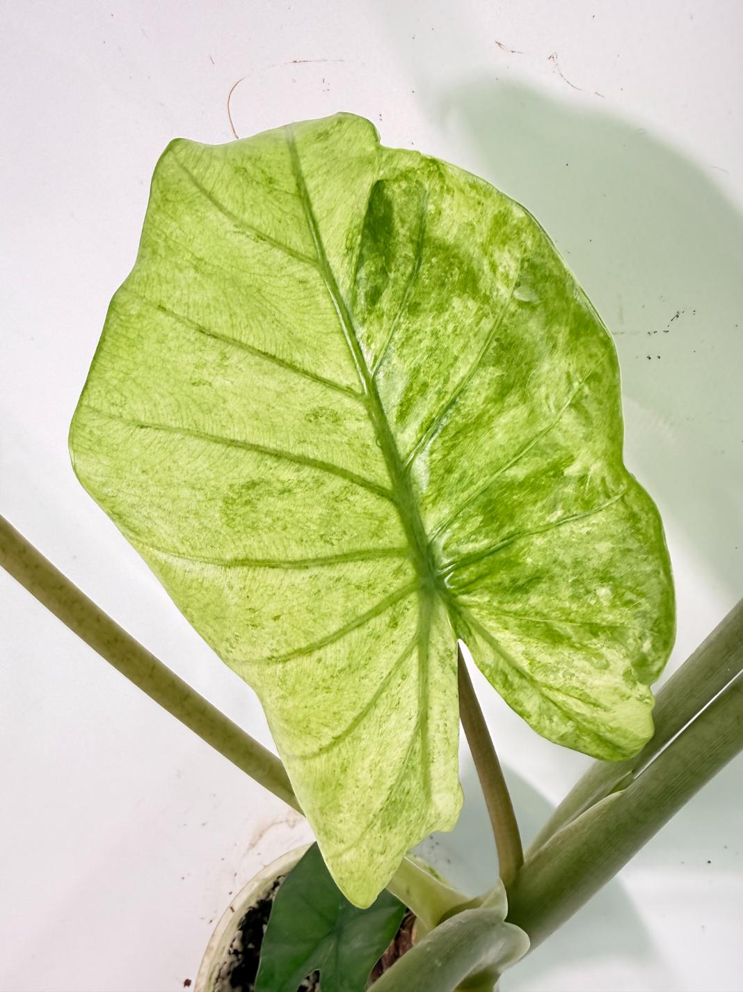 Alocasia Macrorrhiza Variegata XL 09