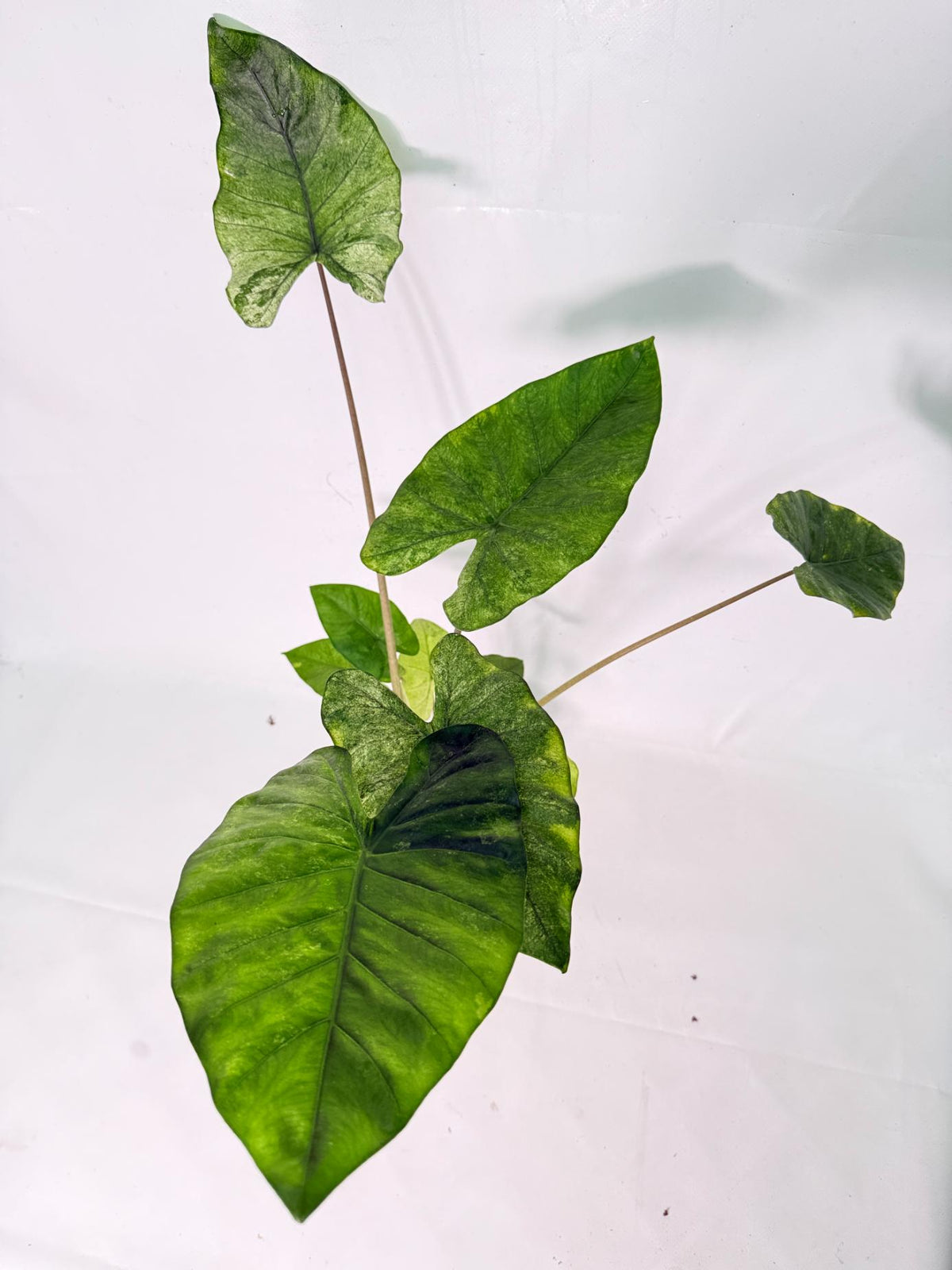 Alocasia Macrorrhiza Variegata XL 10