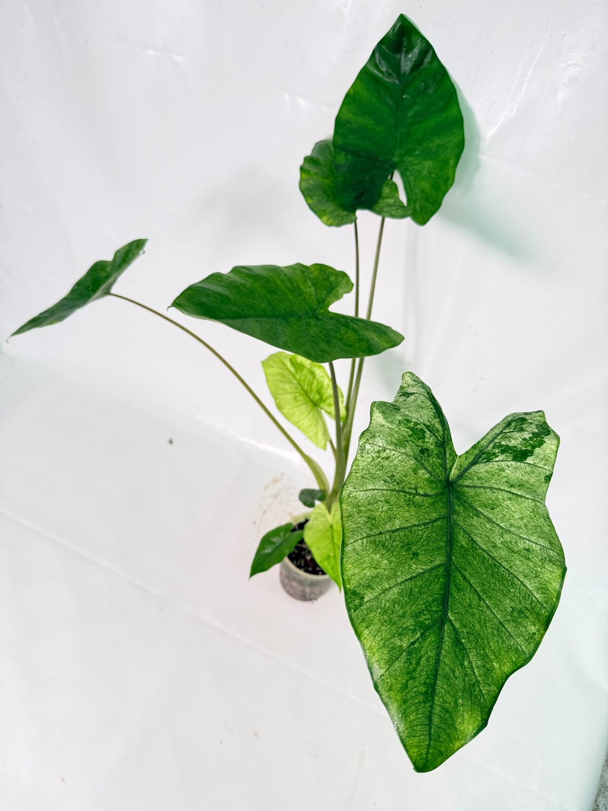 Alocasia Macrorrhiza Variegata XL 12
