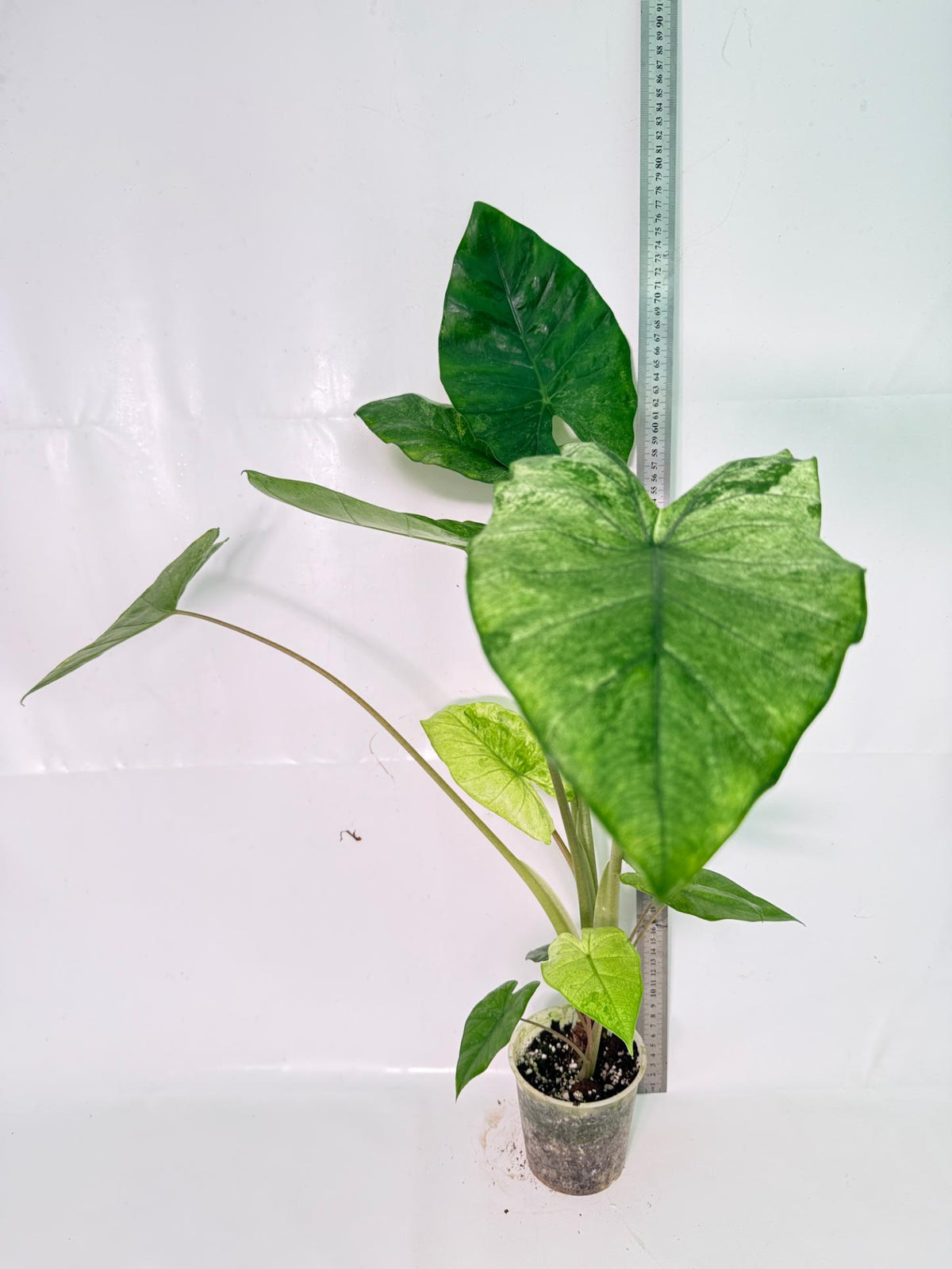 Alocasia Macrorrhiza Variegata XL 01