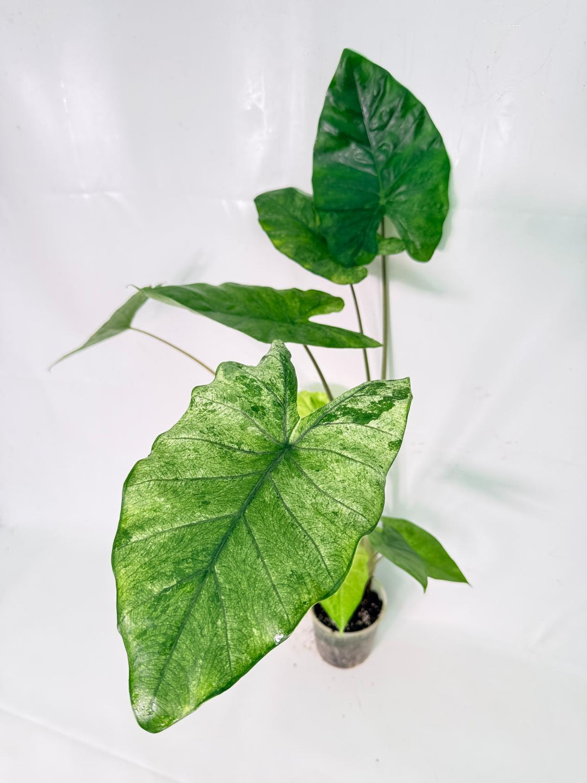 Alocasia Macrorrhiza Variegata XL 02