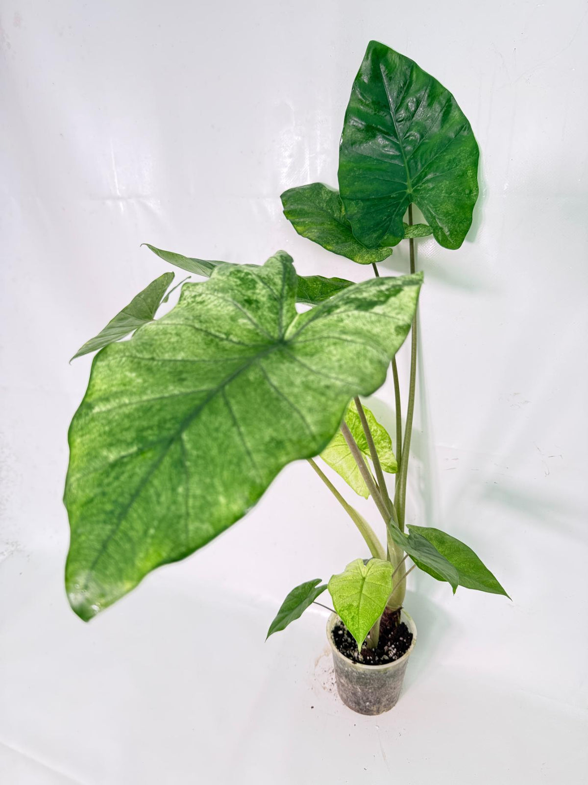 Alocasia Macrorrhiza Variegata XL 03