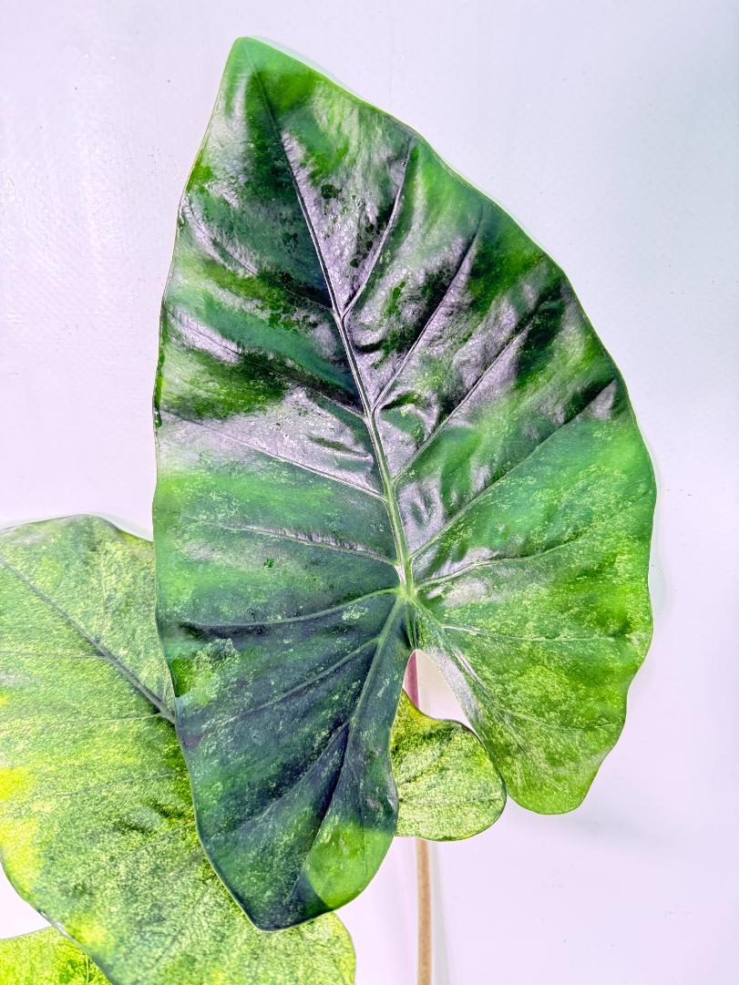 Alocasia Macrorrhiza Variegata XL 05
