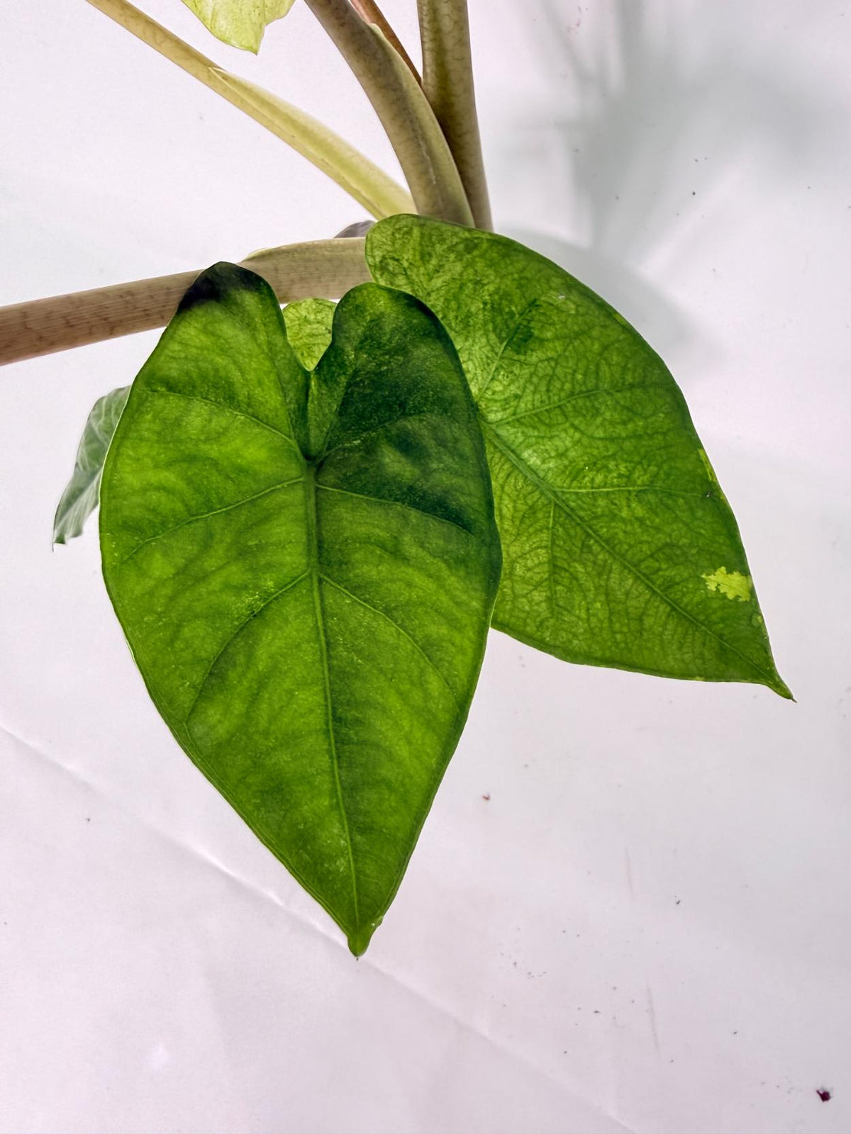 Alocasia Macrorrhiza Variegata XL 06
