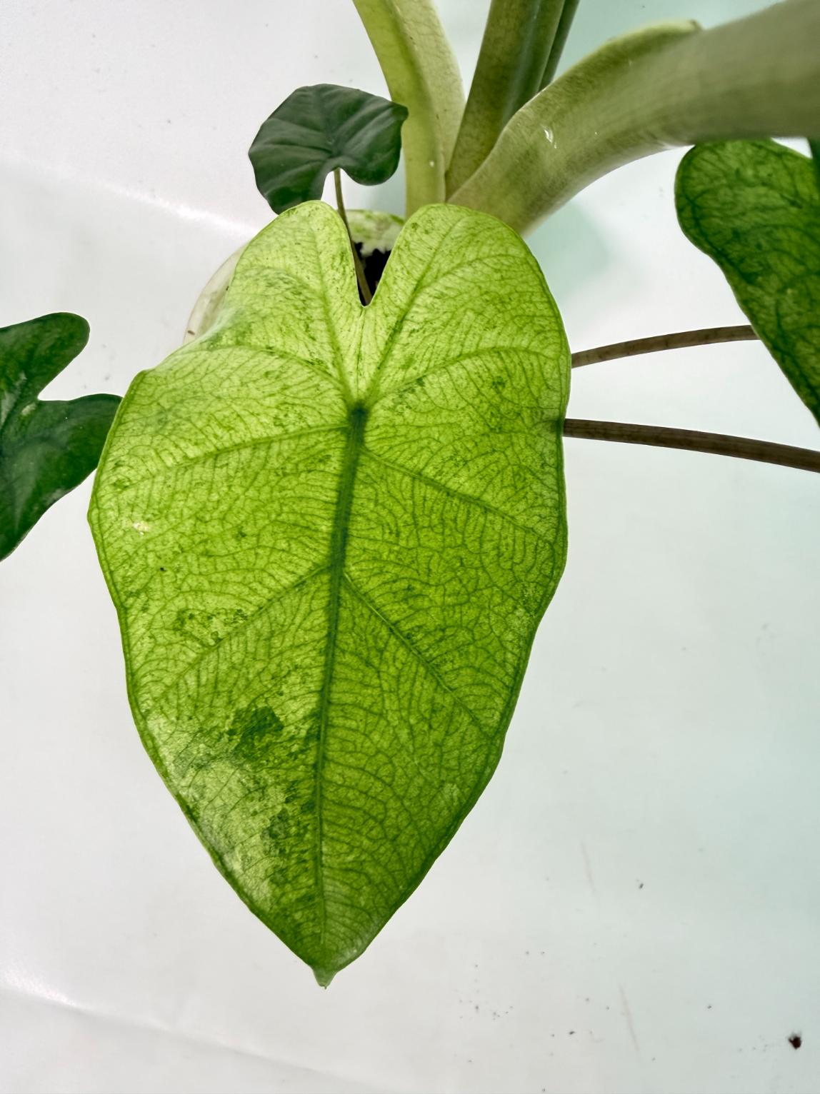 Alocasia Macrorrhiza Variegata XL 07