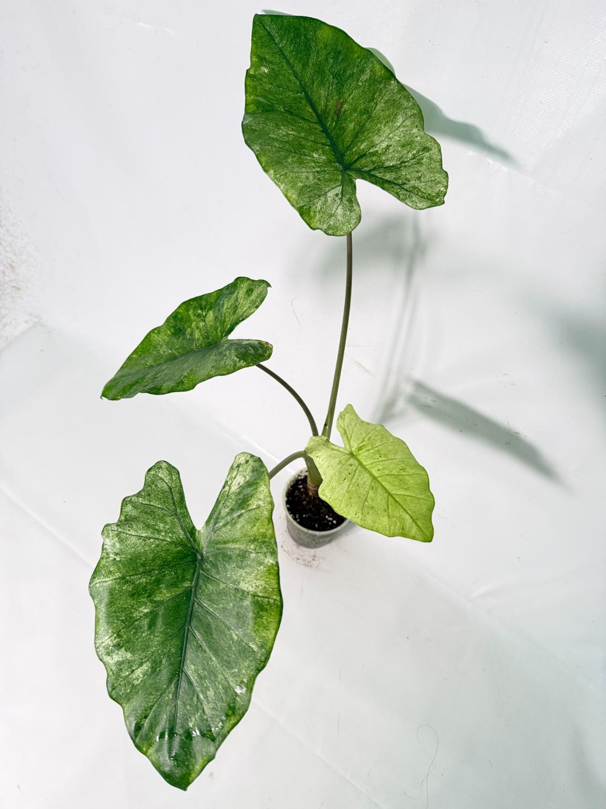 Alocasia Macrorrhiza Variegata XL 08