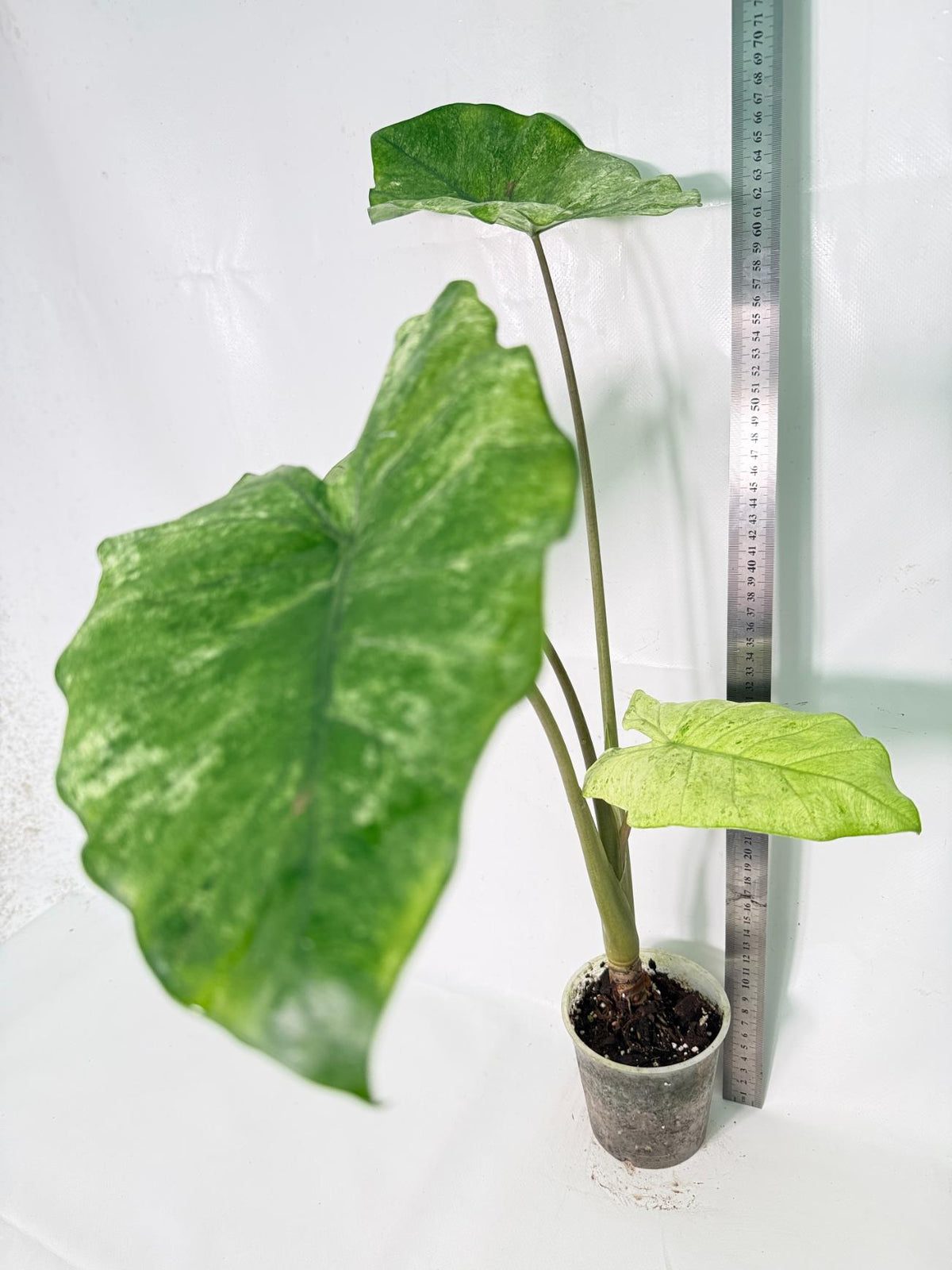Alocasia Macrorrhiza Variegata XL 09