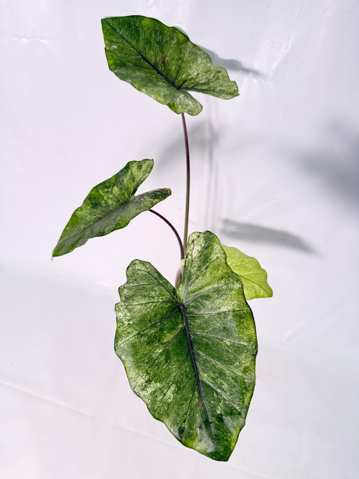 Alocasia Macrorrhiza Variegata XL 03