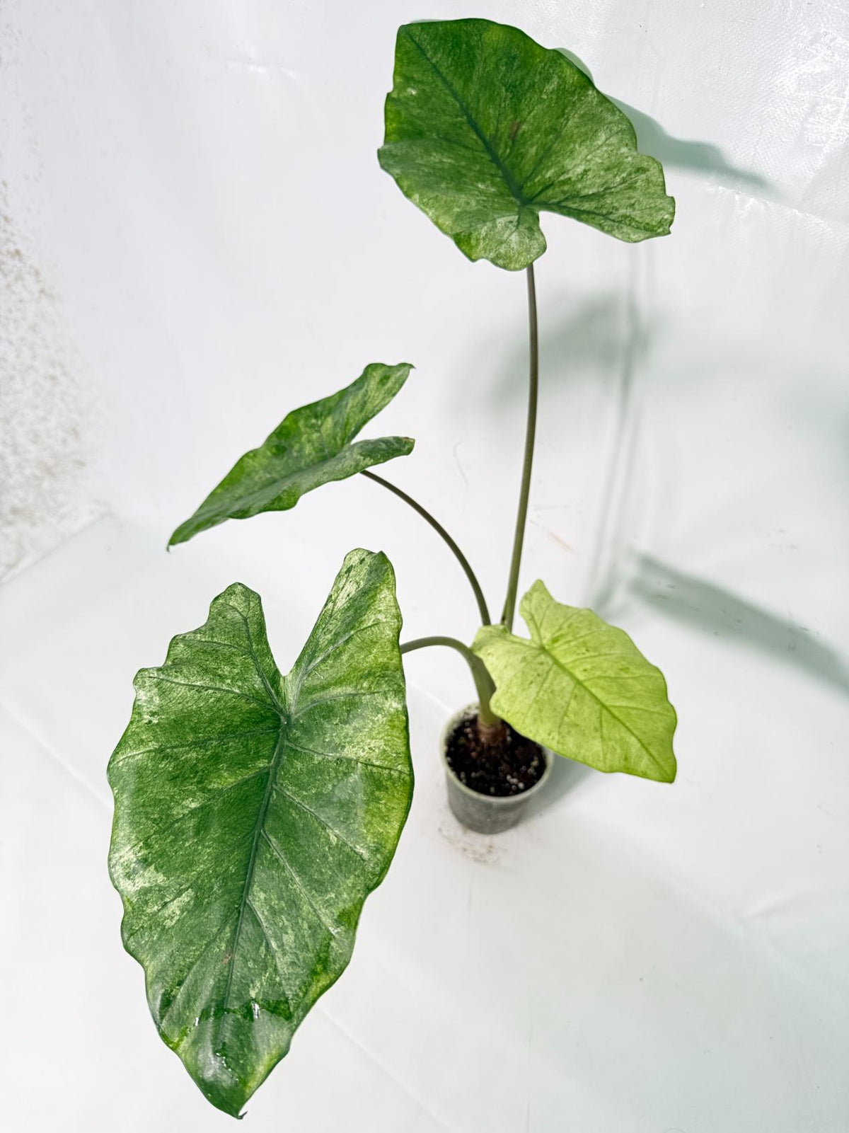 Alocasia Macrorrhiza Variegata XL 05