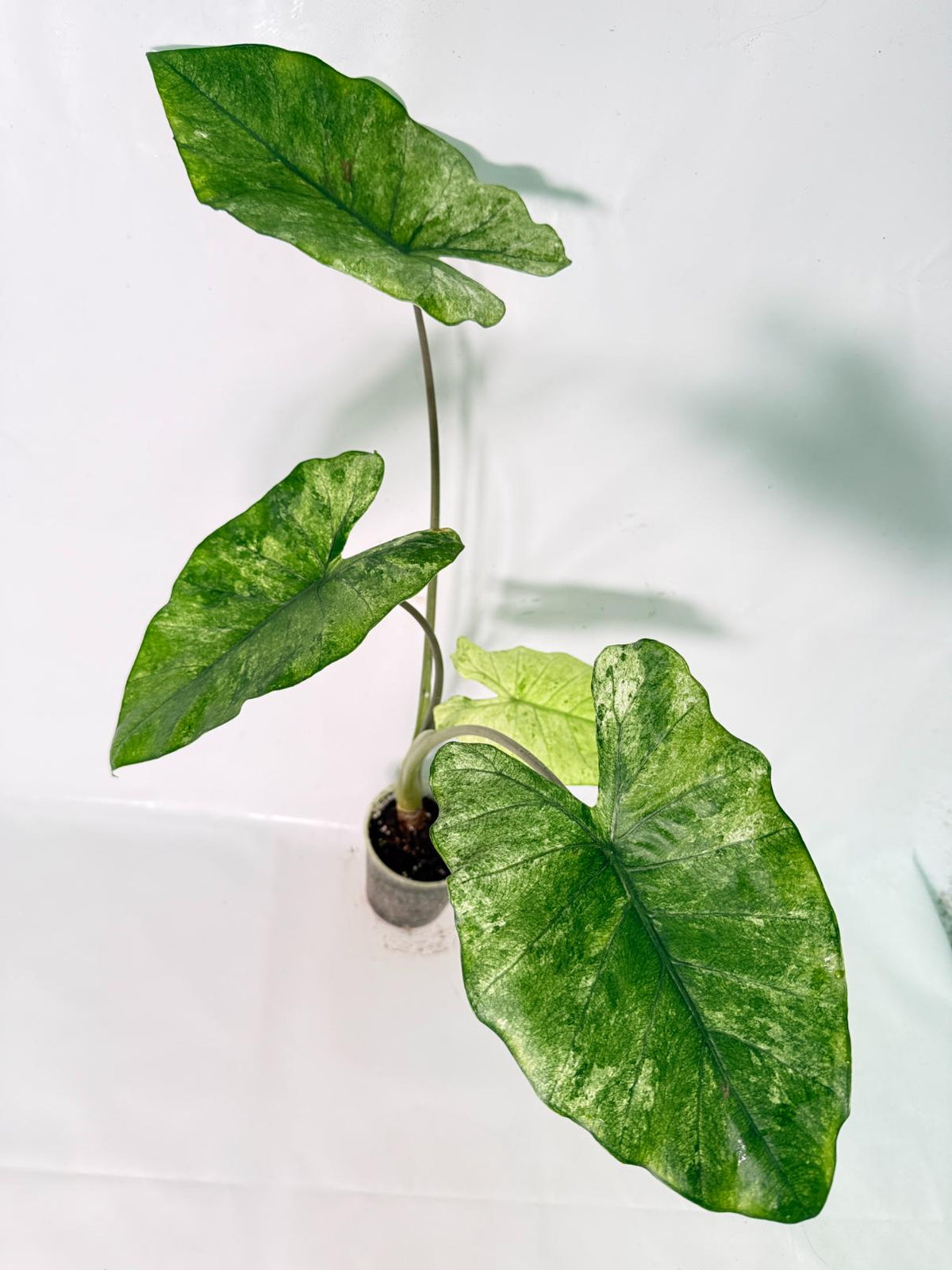 Alocasia Macrorrhiza Variegata XL 01