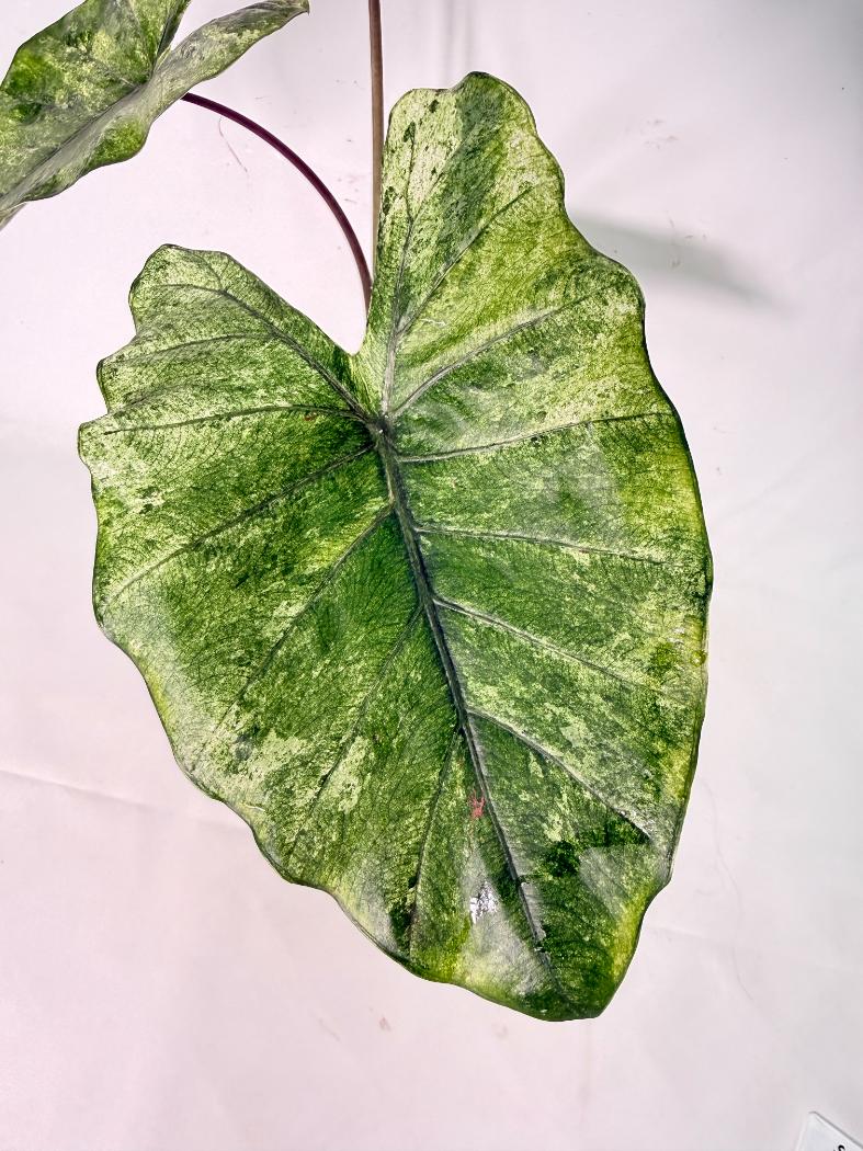 Alocasia Macrorrhiza Variegata XL 02