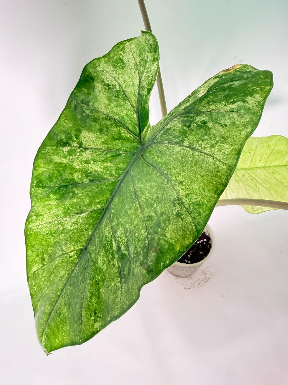 Alocasia Macrorrhiza Variegata XL 04