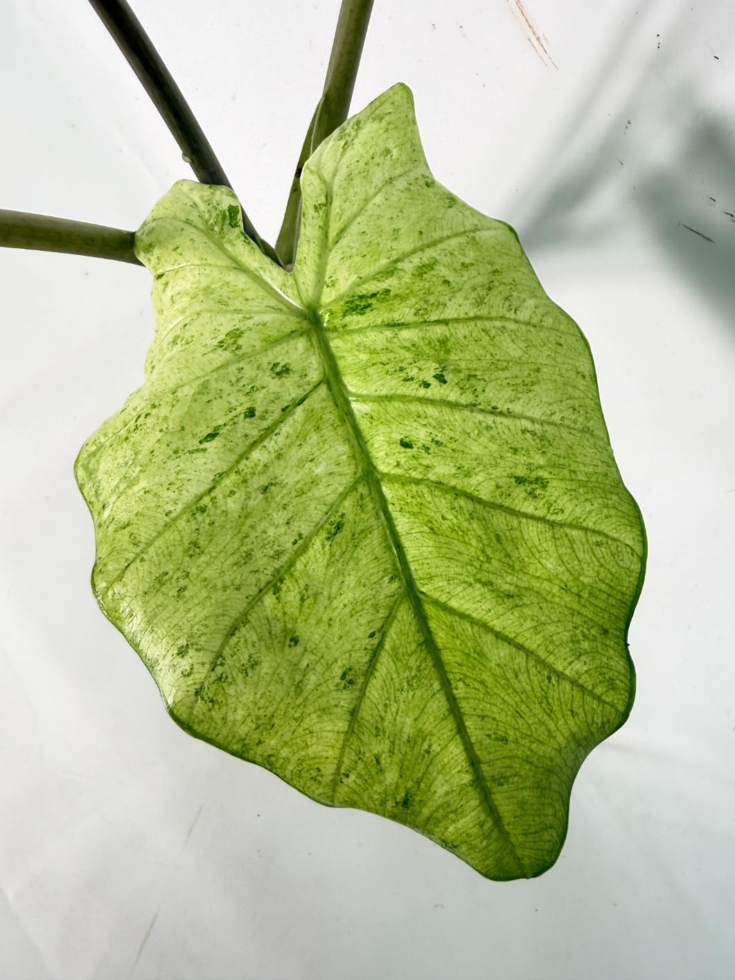 Alocasia Macrorrhiza Variegata XL 06