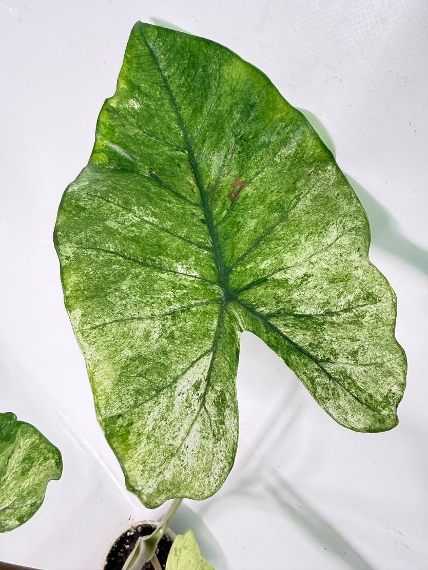 Alocasia Macrorrhiza Variegata XL 07