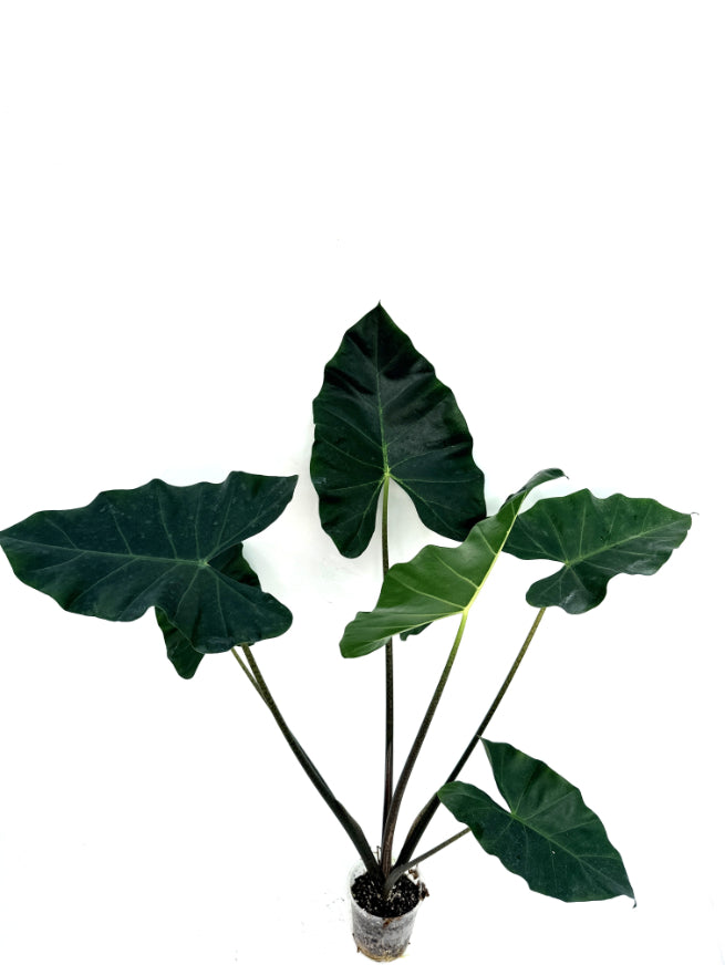 Alocasia_Macrorrhiza_new_guinea_gold
