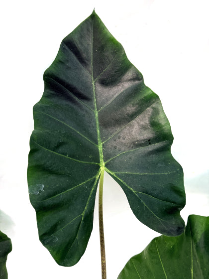 Alocasia_Macrorrhiza_new_guinea_gold