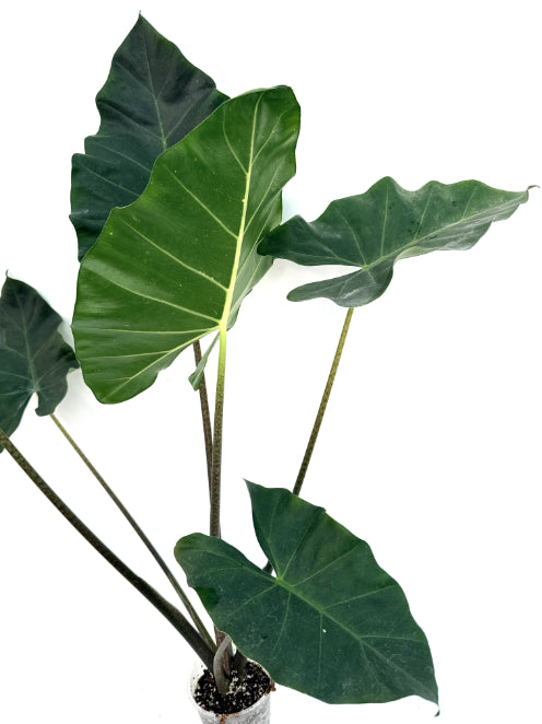 Alocasia_Macrorrhiza_new_guinea_gold