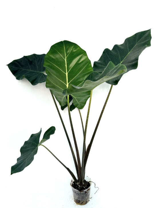 Alocasia_Macrorrhiza_new_guinea_gold