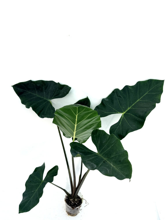 Alocasia_Macrorrhiza_new_guinea_gold