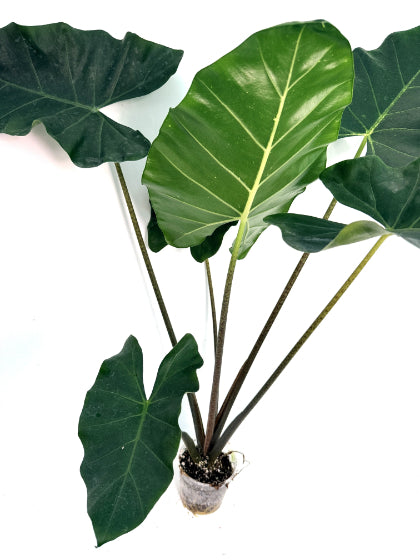 Alocasia_Macrorrhiza_new_guinea_gold