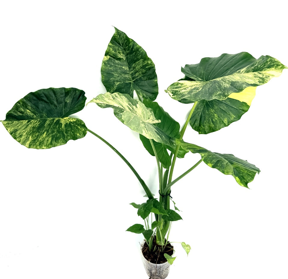 Alocasia_OdoraVariegata_Aurea_XL