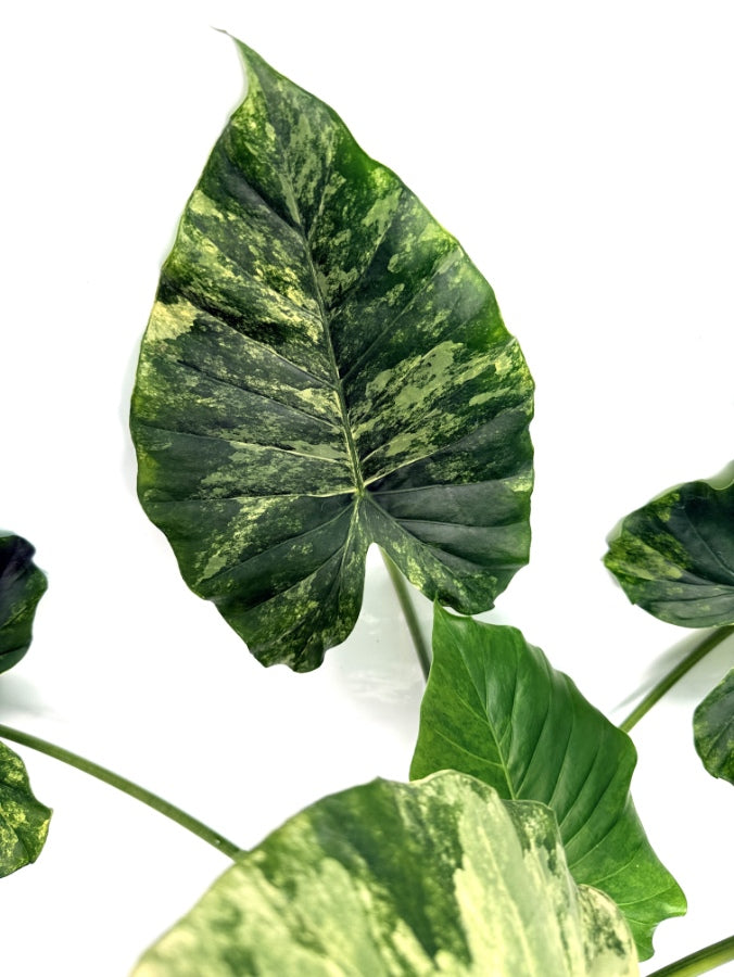 Alocasia_OdoraVariegata_Aurea_XL