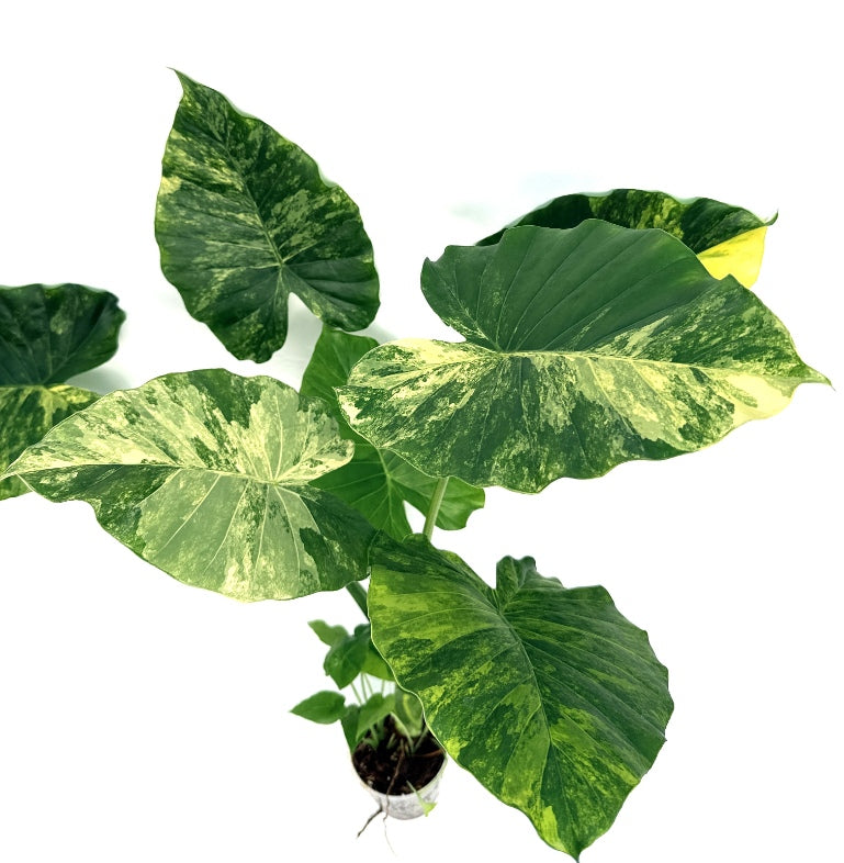 Alocasia_OdoraVariegata_Aurea_XL