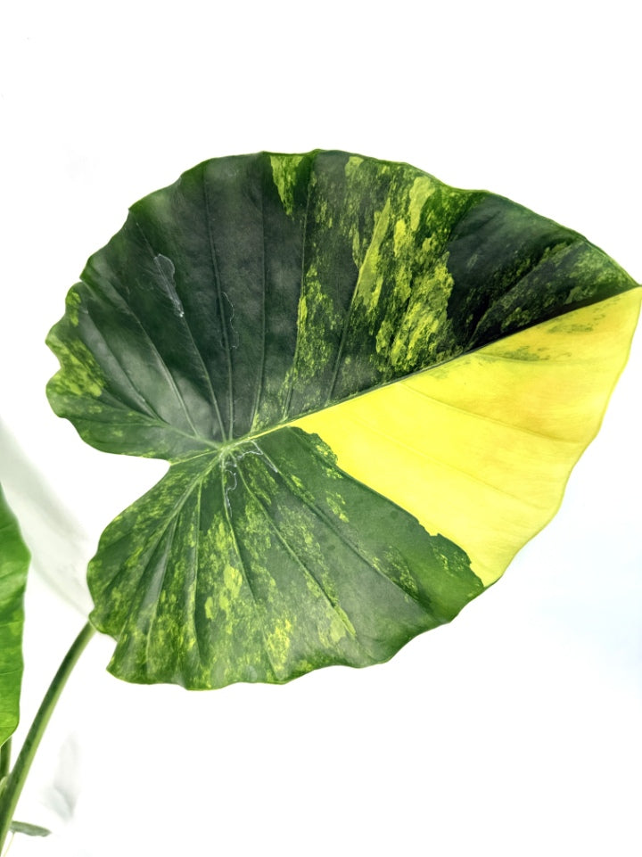 Alocasia_OdoraVariegata_Aurea_XL