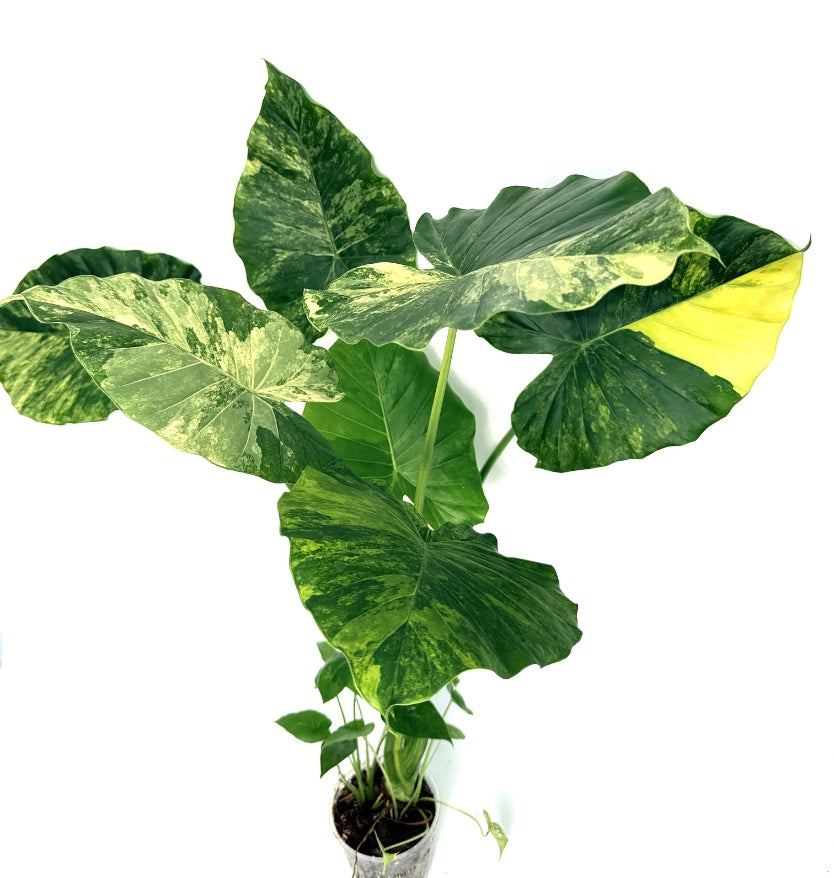Alocasia_OdoraVariegata_Aurea_XL
