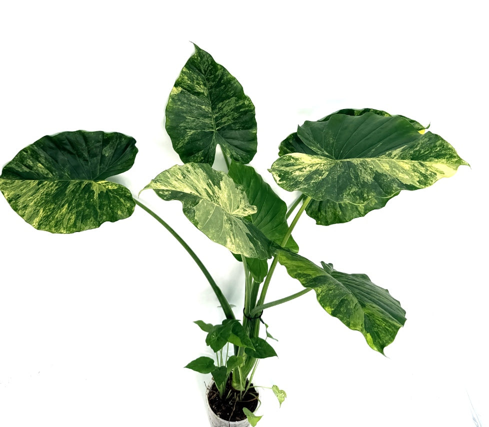 Alocasia_OdoraVariegata_Aurea_XL