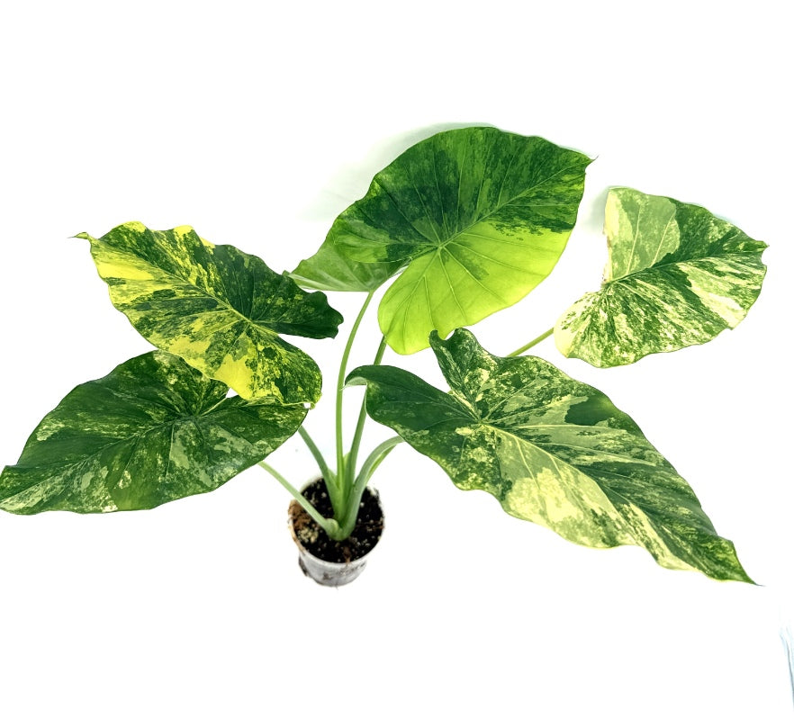 Alocasia_OdoraVariegata_Aurea_XL