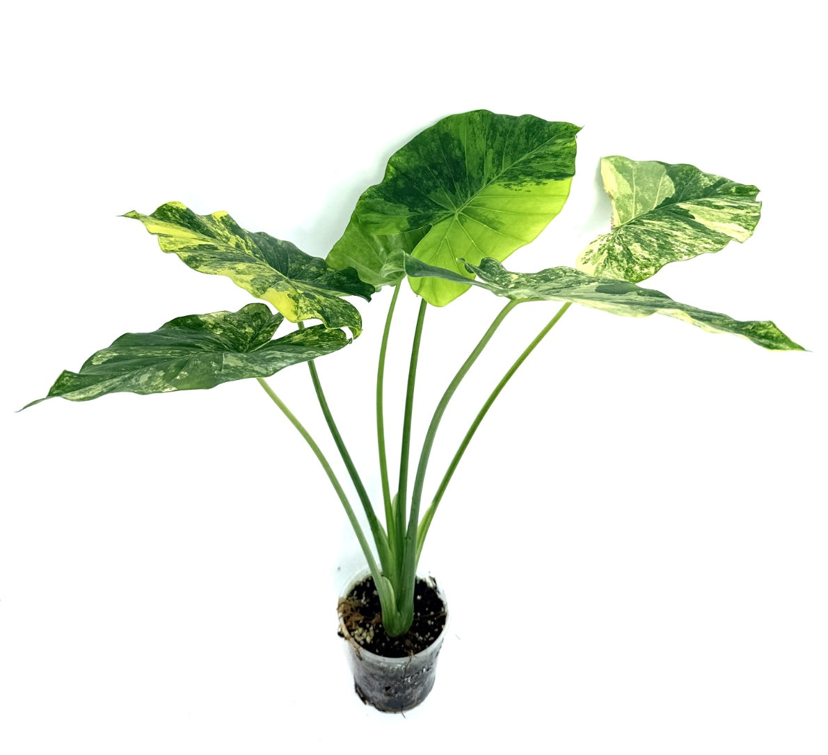 Alocasia_OdoraVariegata_Aurea_XL