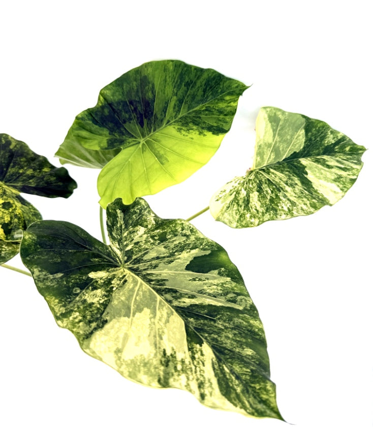 Alocasia_OdoraVariegata_Aurea_XL