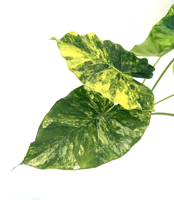 Alocasia_OdoraVariegata_Aurea_XL