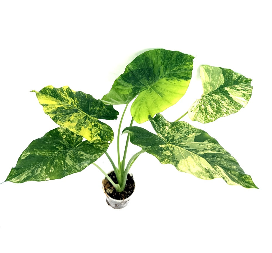 Alocasia_OdoraVariegata_Aurea_XL