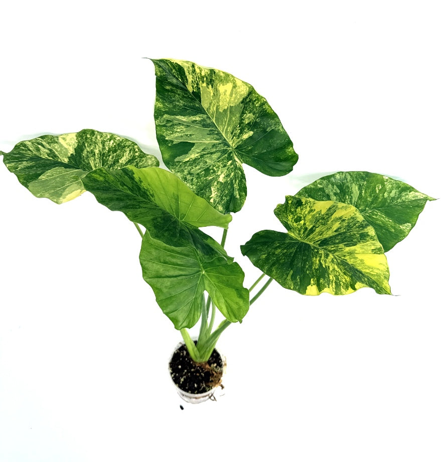 Alocasia_OdoraVariegata_Aurea_XL