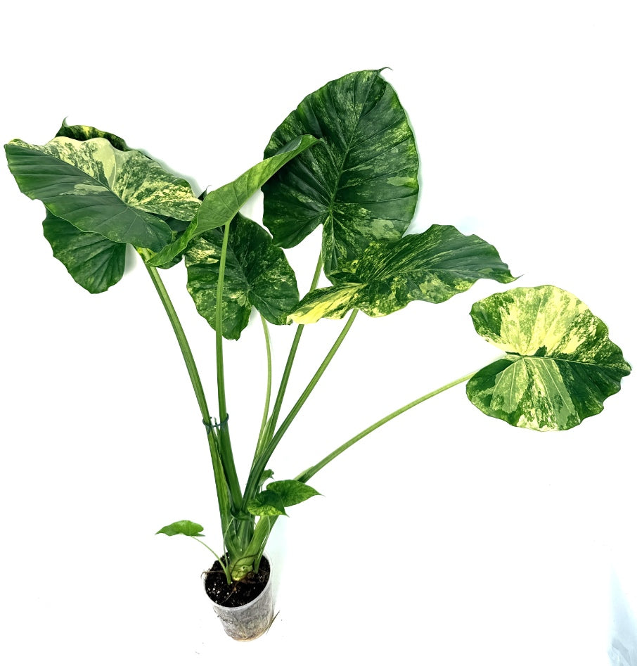 Alocasia_OdoraVariegata_Aurea_XL