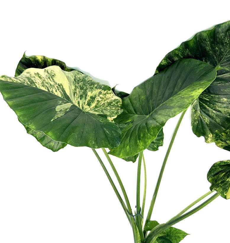 Alocasia_OdoraVariegata_Aurea_XL