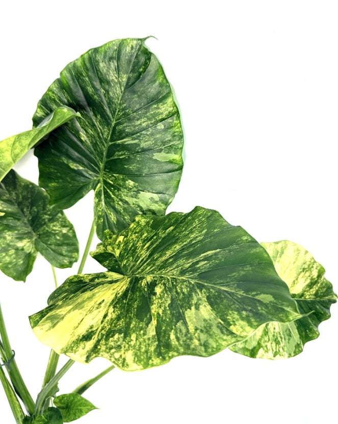 Alocasia_OdoraVariegata_Aurea_XL