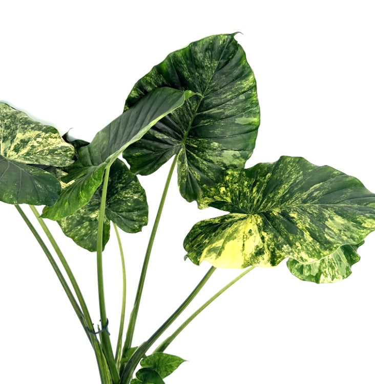 Alocasia_OdoraVariegata_Aurea_XL