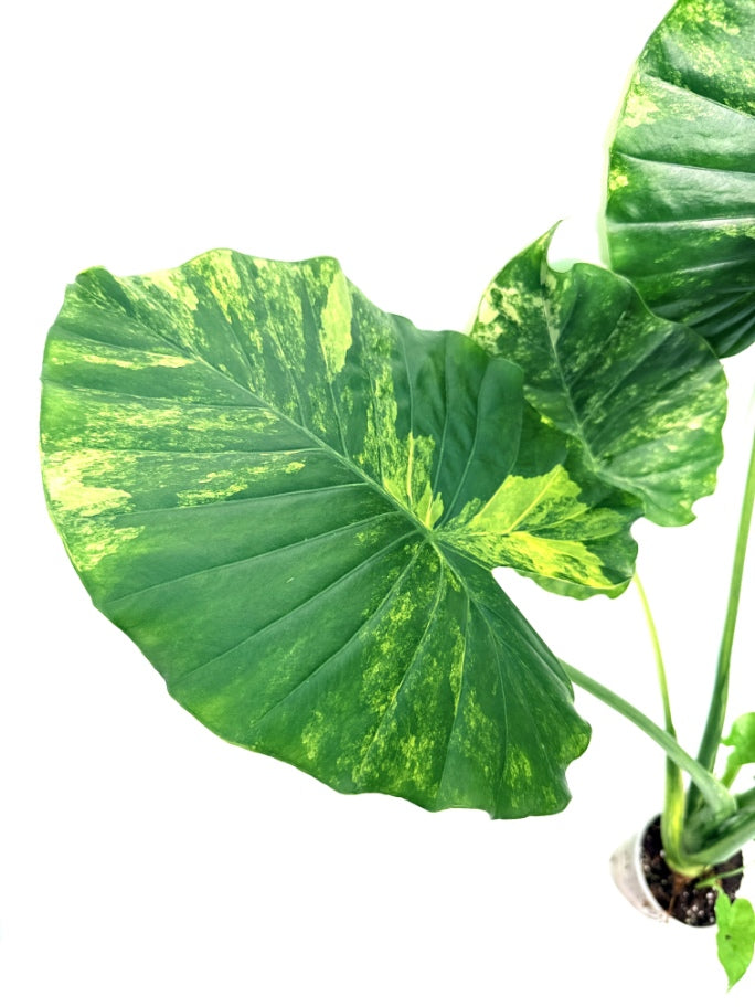 Alocasia_OdoraVariegata_Aurea_XL