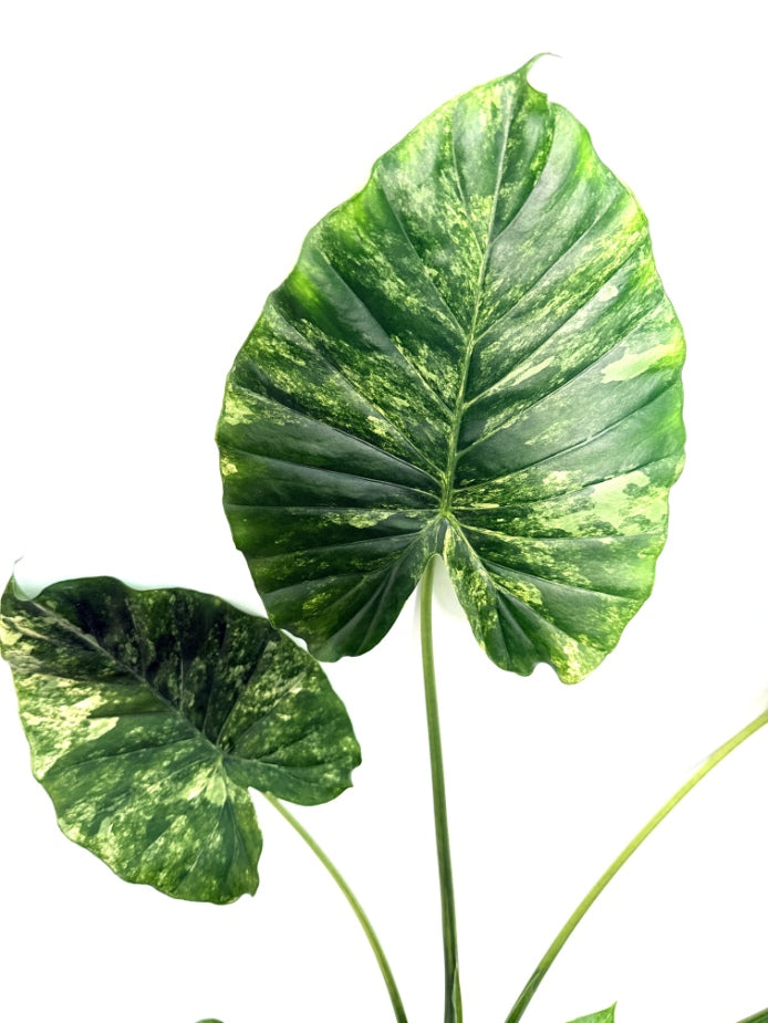 Alocasia_OdoraVariegata_Aurea_XL