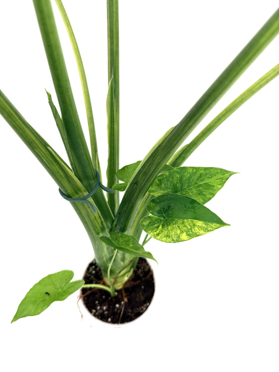Alocasia_OdoraVariegata_Aurea_XL