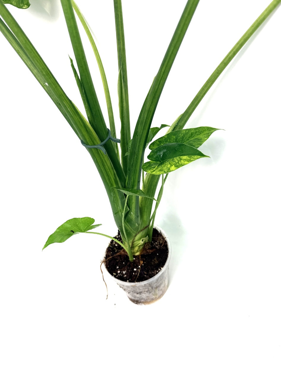 Alocasia_OdoraVariegata_Aurea_XL