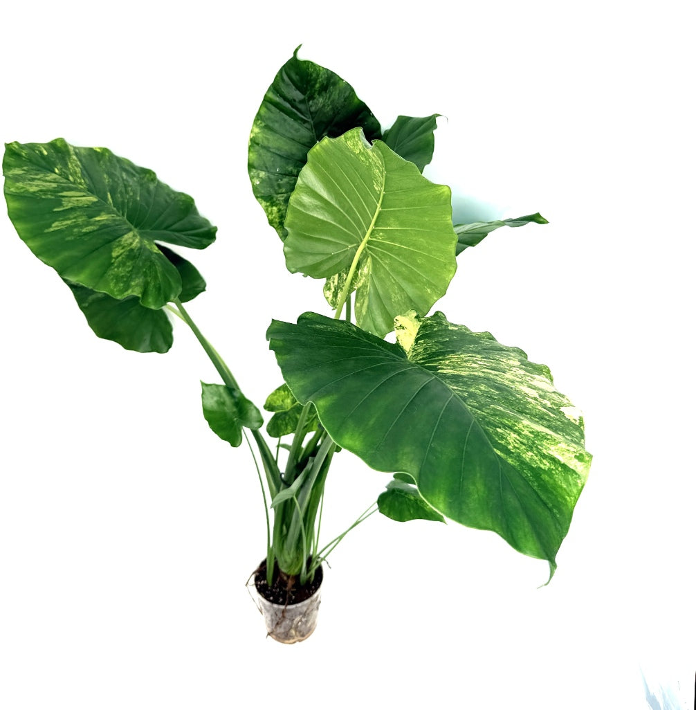 Alocasia_OdoraVariegata_Aurea_XL