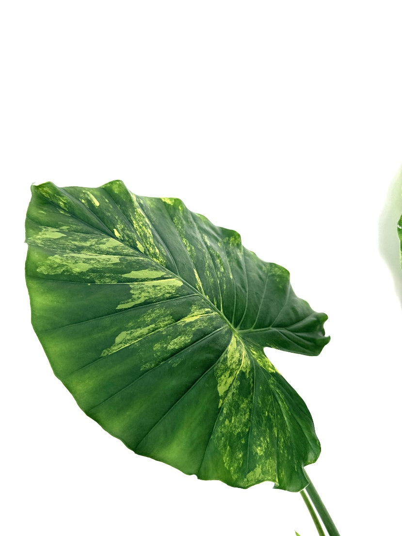 Alocasia_OdoraVariegata_Aurea_XL