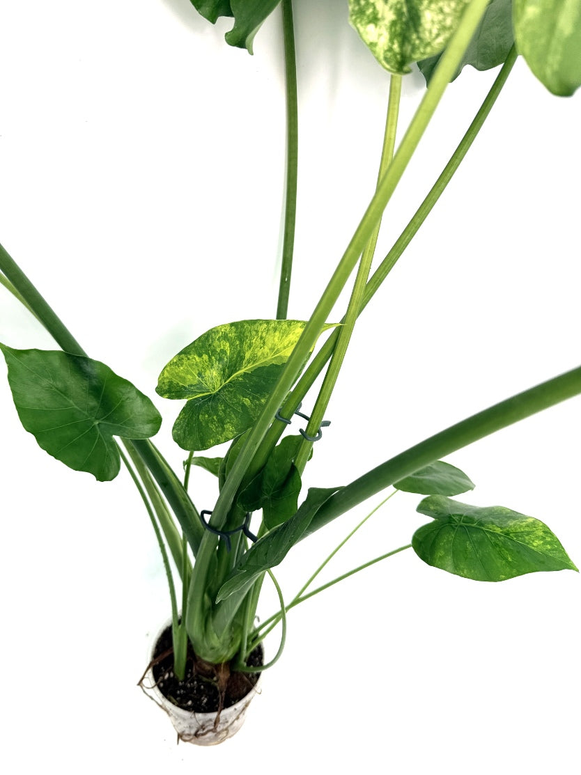Alocasia_OdoraVariegata_Aurea_XL