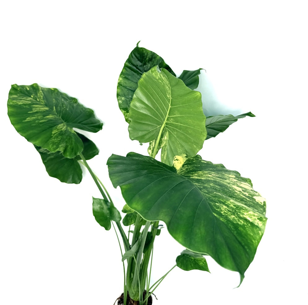 Alocasia_OdoraVariegata_Aurea_XL