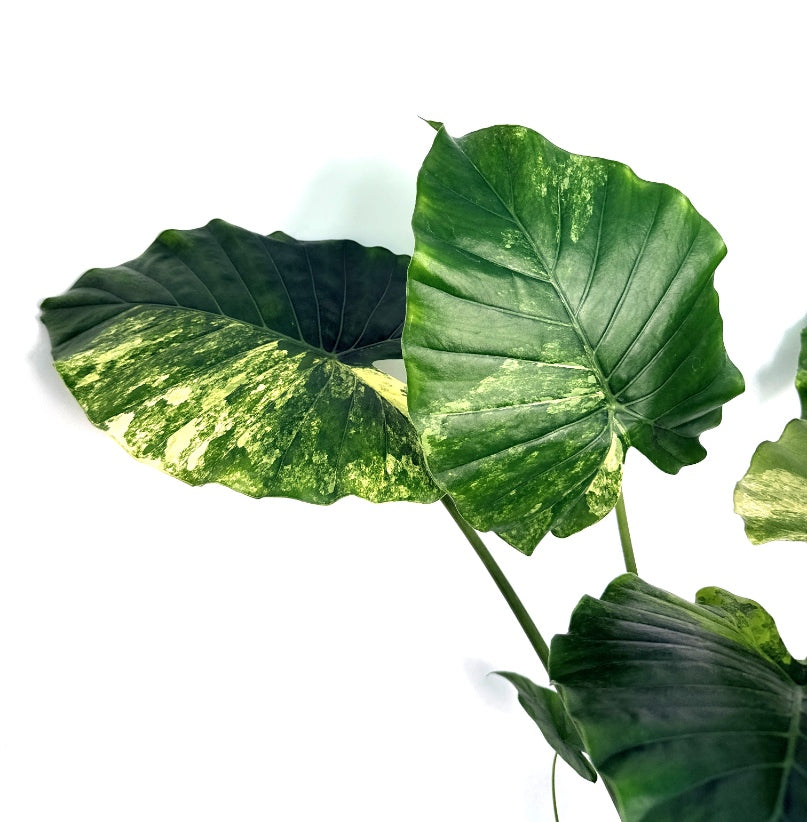 Alocasia_OdoraVariegata_Aurea_XL