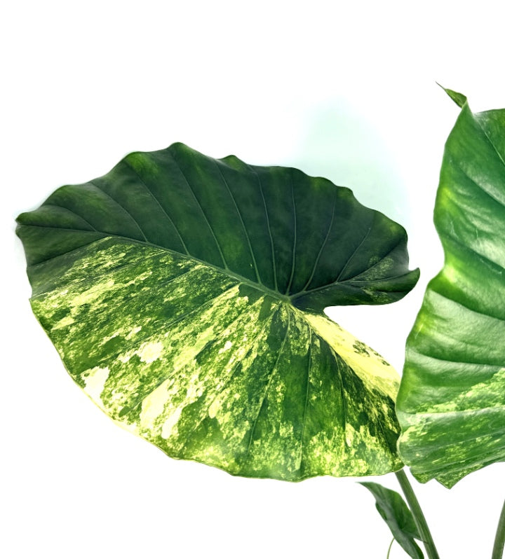 Alocasia_OdoraVariegata_Aurea_XL